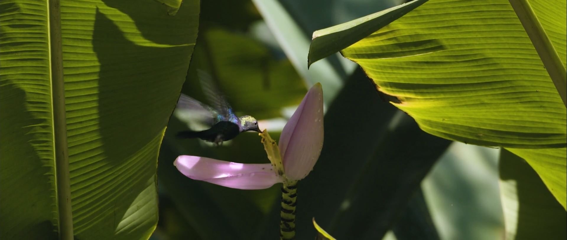 This image shows a hummingbird between leafs and eating from a flower .jpg